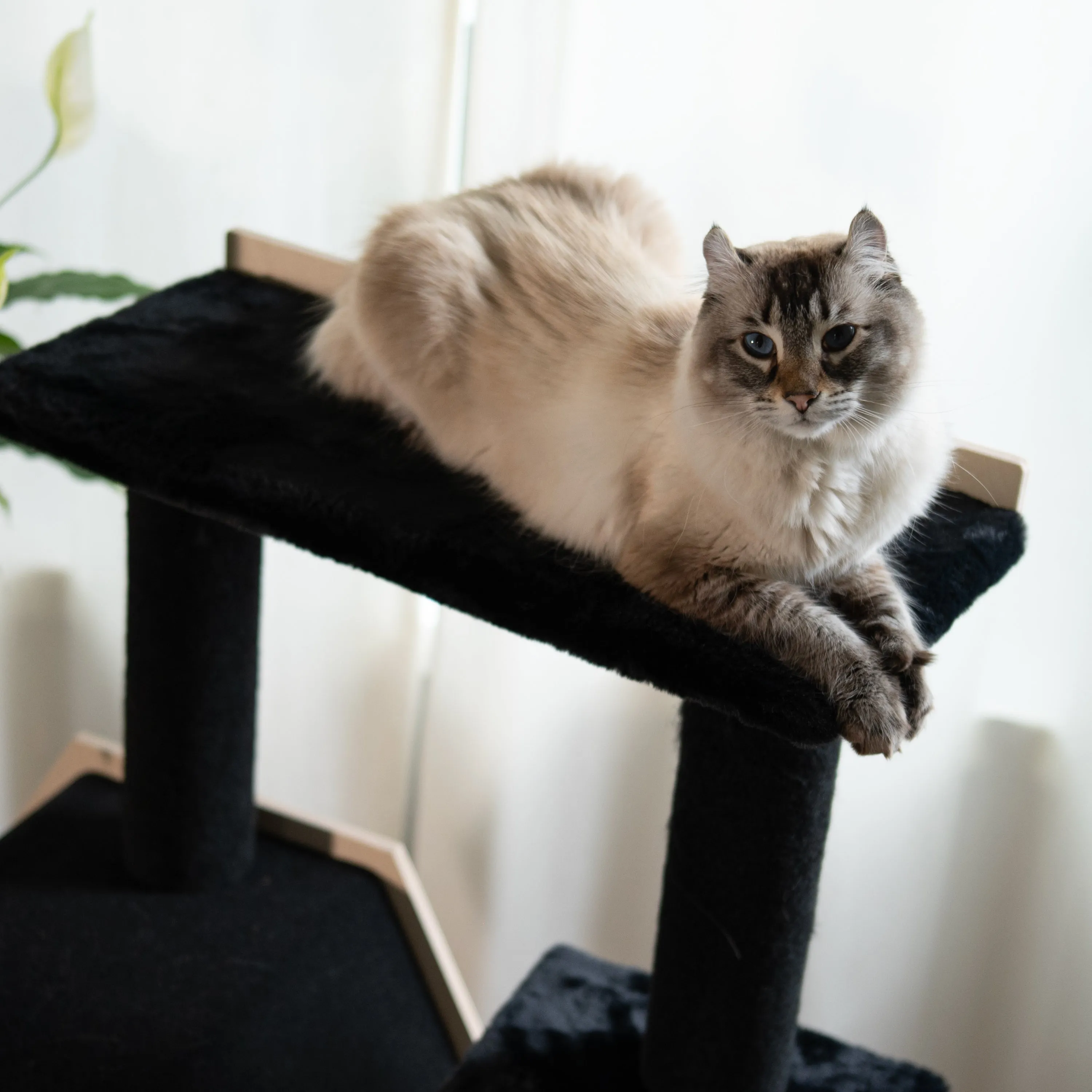 Hexagon House 4-Level Cat Tree, photo 4