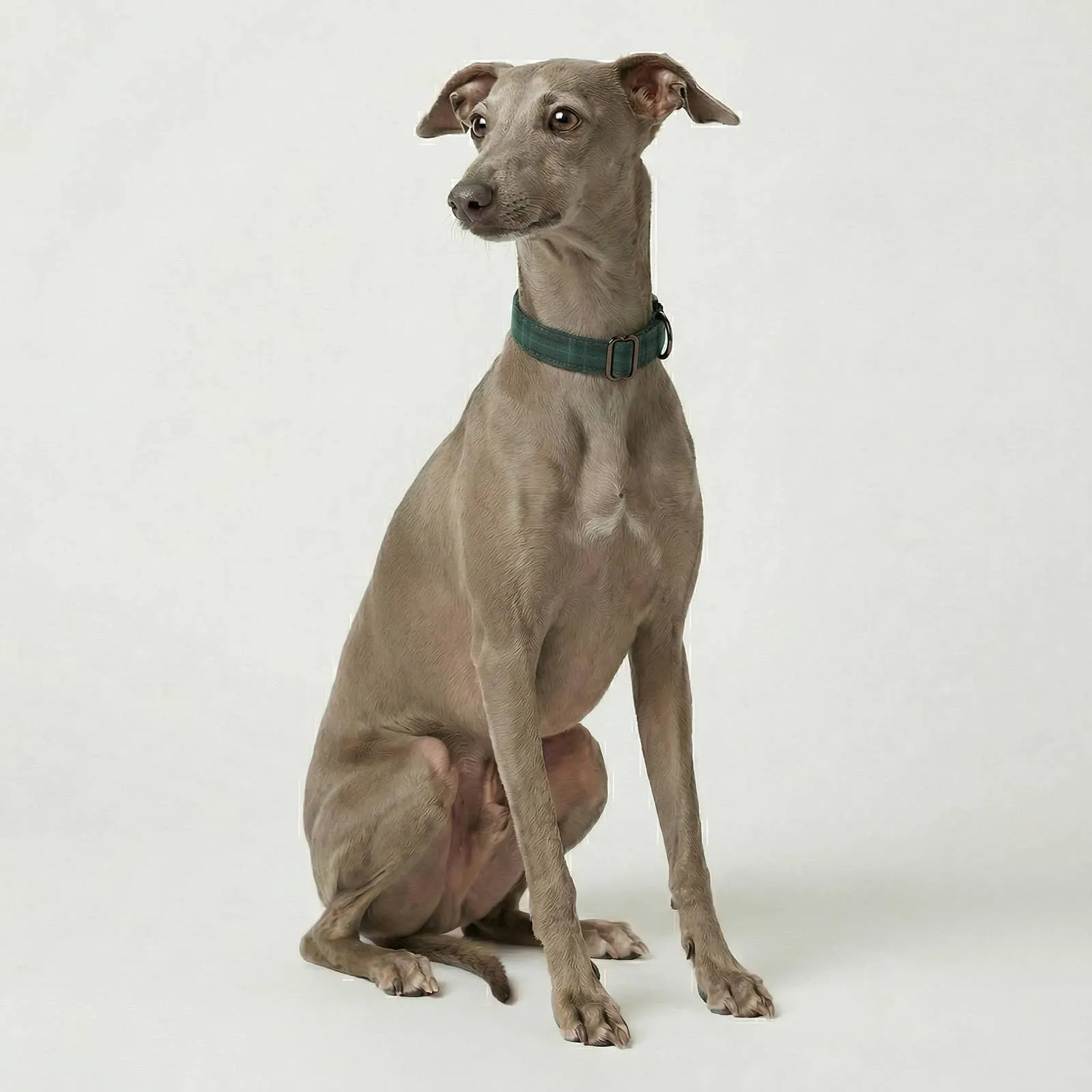 A whippet wearing the plaid collar