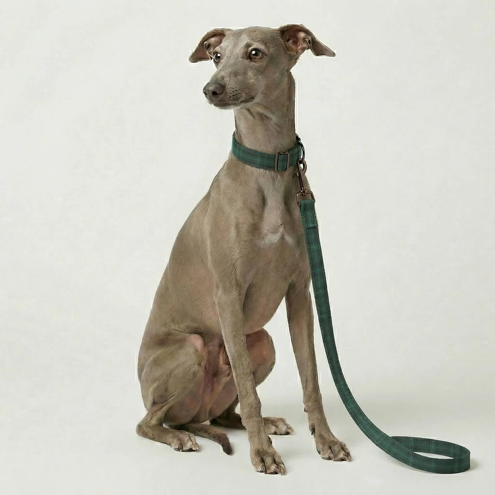 A whippet on the plaid leash