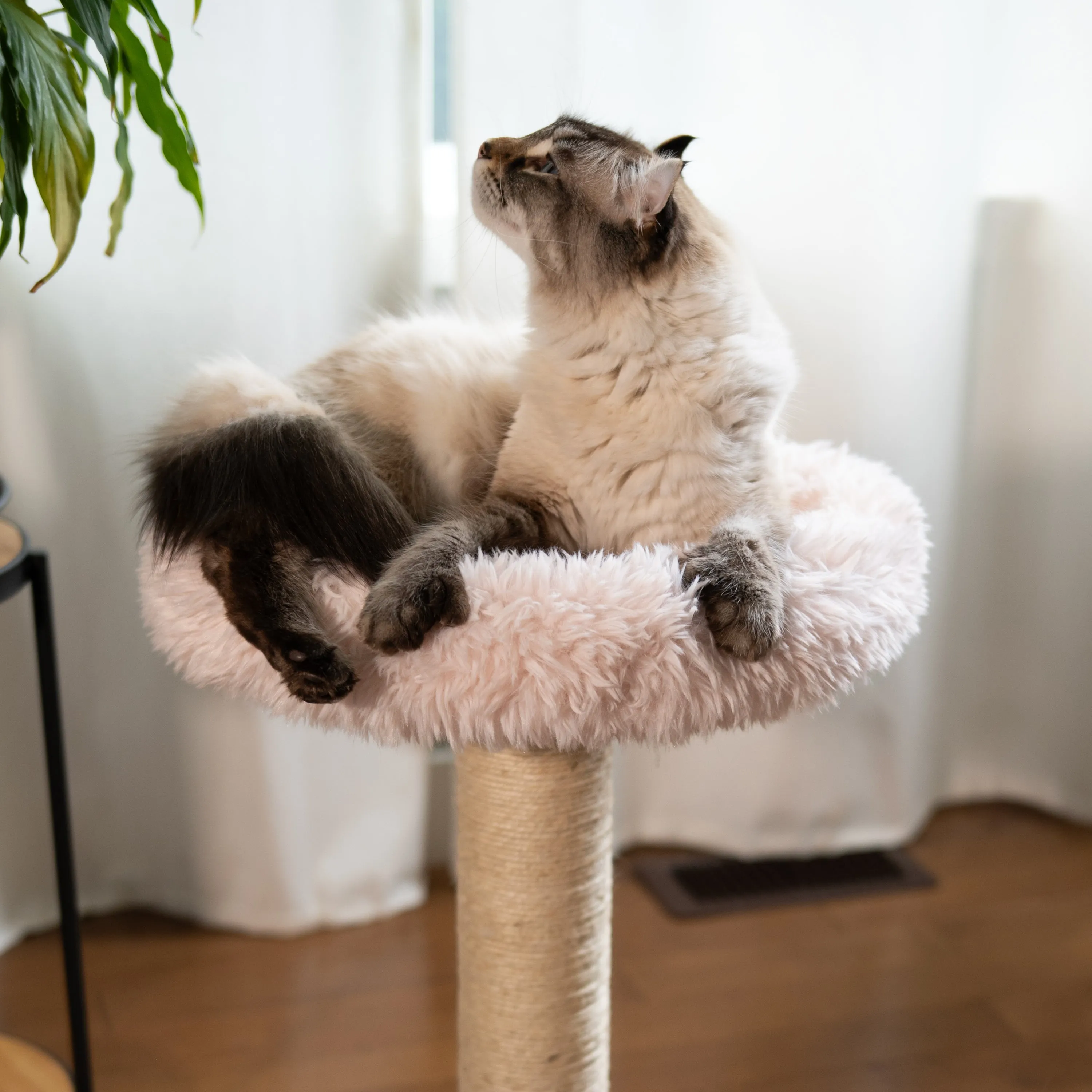 The Blush Perch Cat Tree, photo 4